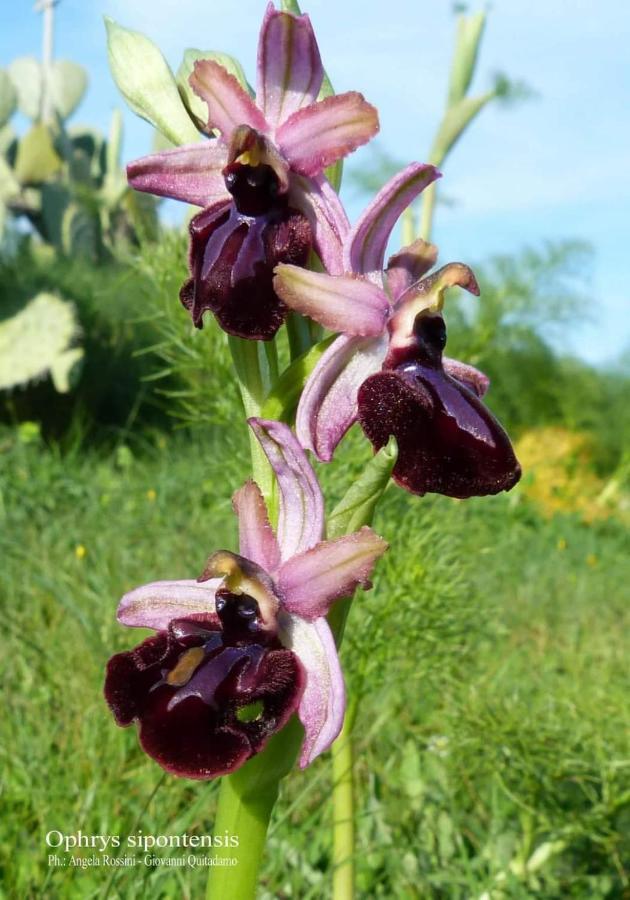 Orchidea Mattinata Parco Del Gargano Apartamento Exterior foto