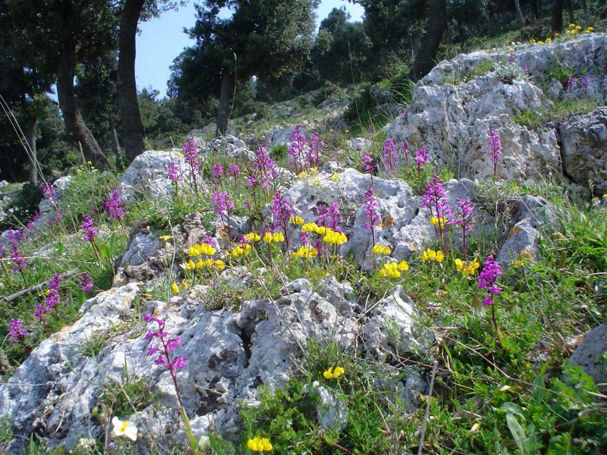 Orchidea Mattinata Parco Del Gargano Apartamento Exterior foto