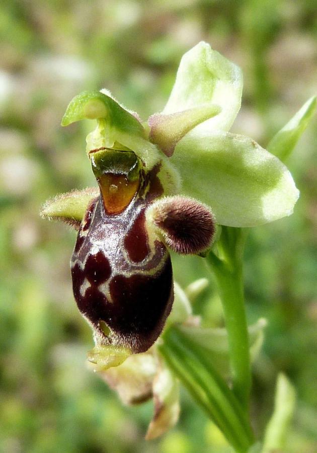 Orchidea Mattinata Parco Del Gargano Apartamento Exterior foto